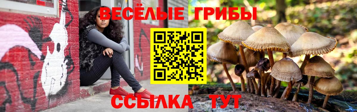Галлюциногенные грибы Psilocybe Иваново